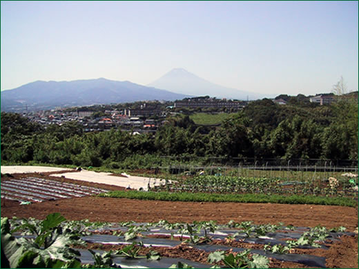 富士山が見える広川農園の圃場