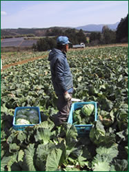 大型野菜の栽培は生産者への負担が大きい