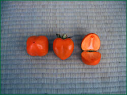 四つ溝柿の形状